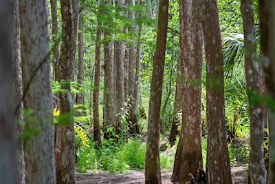 Guided Walk: CREW Cypress Dome Trails (Yellow/Green Trail)