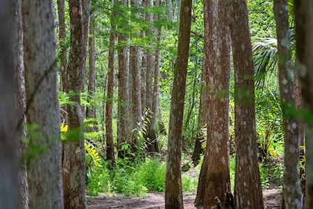 Guided Walk: CREW Cypress Dome Trails (Yellow/Green Trail)