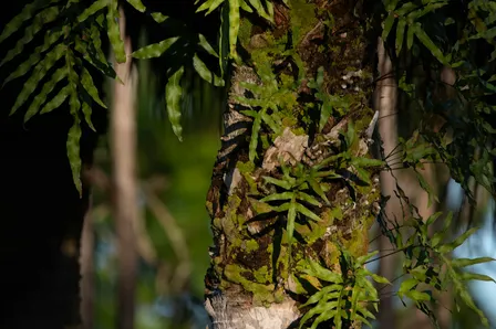 Ferns of the Forest