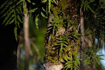 Ferns of the Forest