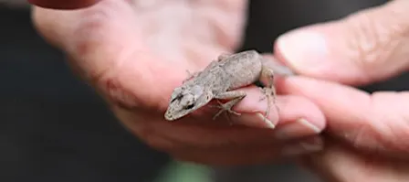 Exploring Reptile and Amphibian Diversity at CREW