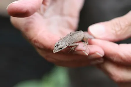 Exploring Reptile and Amphibian Diversity at CREW