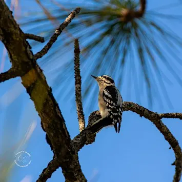 Birding for Kids