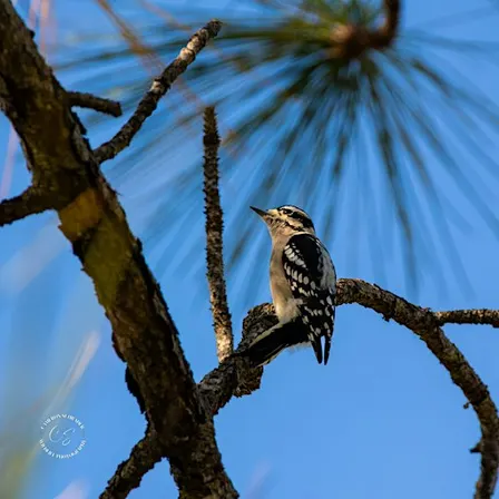 Birding for Kids