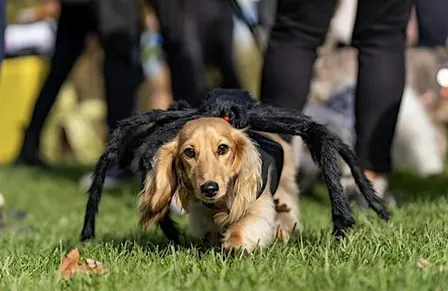 Daisy’s Dachshund Meet Up - HALLOWEEN @ Pawra