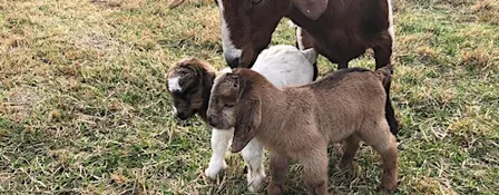 Homesteading Basics
