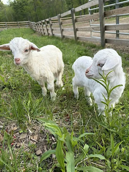 Softest Hour: Time for Cashmere, Goats  & Calm