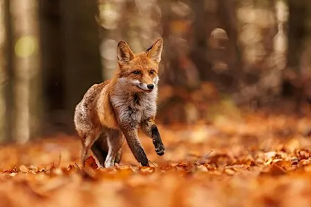 Autumn Equinox: A Shamanic Journey into Balance & Belonging