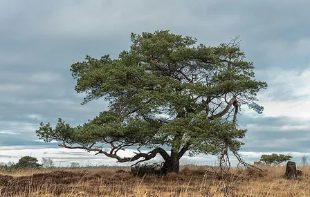Rooted in Resilience