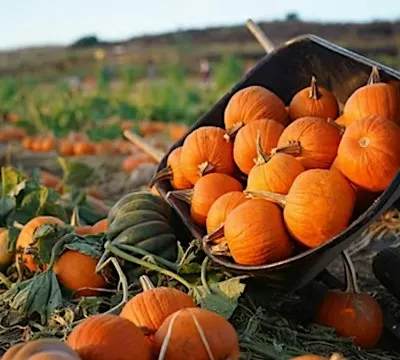 9/24 GIRLS NIGHT OUT: PUMPKIN SPICE GIRLS - The Foodie School