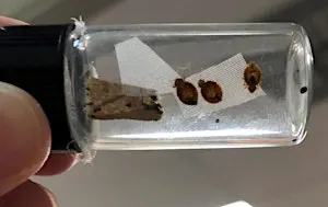 Calming the Chaos: Bed Bug Awareness, Prevention and Response.