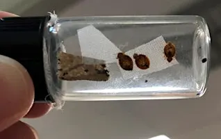 Calming the Chaos: Bed Bug Awareness, Prevention and Response.
