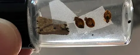 Calming the Chaos: Bed Bug Awareness, Prevention and Response.