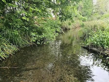 FREE Vegetation Clearance Day - Edenbrook Country Park - River Hart