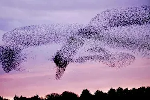 Murmuration Art Workshop with Jo Garlick