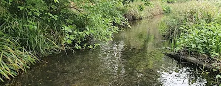 River Restoration Volunteering – Culvers Avenue, Hackbridge - River Wandle