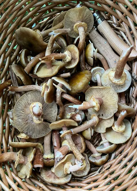 10th October 2026: Mushroom Forage & Feast Workshop