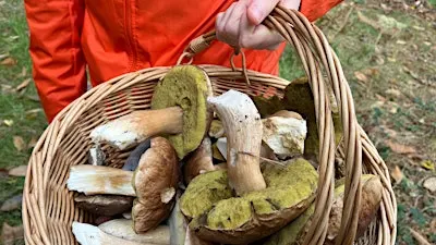 7th Nov 2026: Mushroom Forage & Feast Workshop
