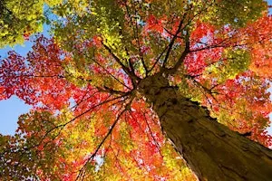 Autumn ID Walk: Trees, Leaves & Berries