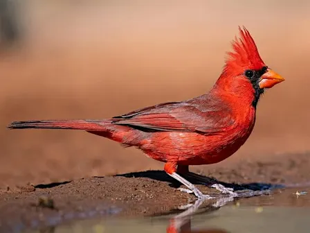 Birding For Beginners