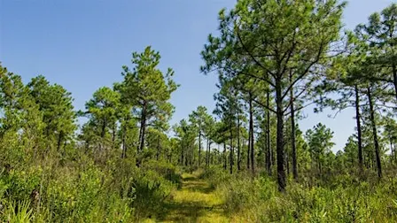 Name that Florida Flora at Pine Lily Preserve