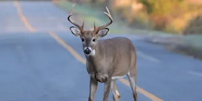 Lecture: The How-to's and What-do's for Baltimore's Urban Deer Population