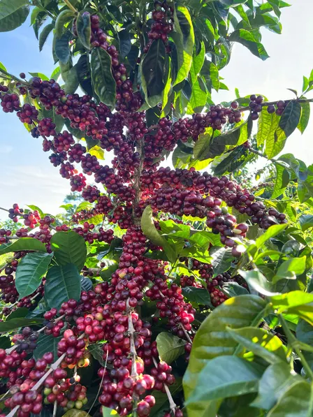 Coffee Tasting