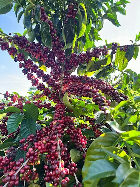 Coffee Tasting