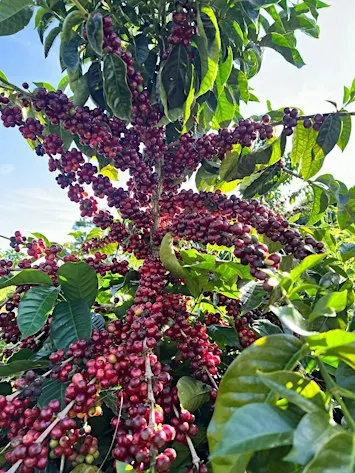 Coffee Tasting