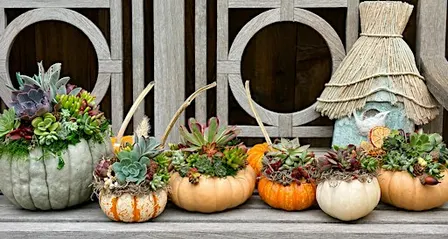 Pumpkin Succulent Workshop at Hayes Mansion