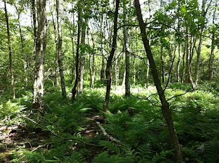 Guided Forest Bathing Morning: Autumn Wind Down