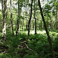 Guided Forest Bathing Morning: Autumn Wind Down