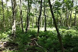 Guided Forest Bathing Morning: Autumn Wind Down