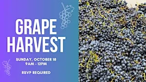 Open Harvest - Grape Picking