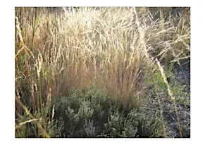 5x20 paces: a walking score for noticing what you notice