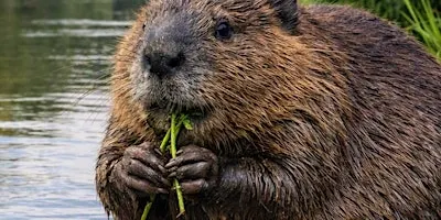 Beaver Trust Talk