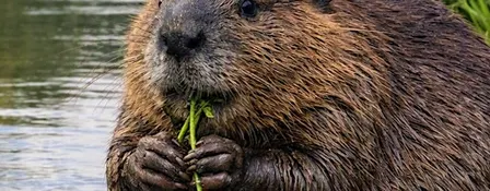 Beaver Trust Talk