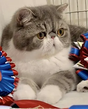 Championship Cat Show