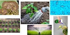 Plant Science Basics Series: Part 3 - Watering - How, When, & Why