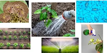 Plant Science Basics Series: Part 3 -  Watering - How, When, & Why