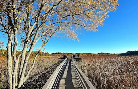 Concord Great Meadows Birdwatching & Reception