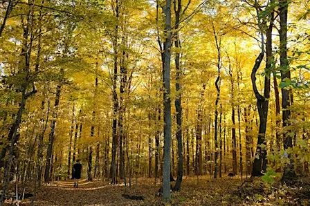 Fall Forest Bathing: shinrin-yoku
