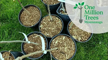 Residential Tree Giveaway