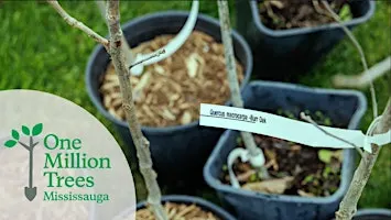 Residential Tree Giveaway