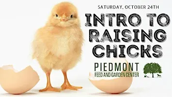 Intro to Raising Chicks