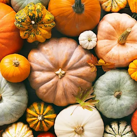 Class: Using the Whole Pumpkin