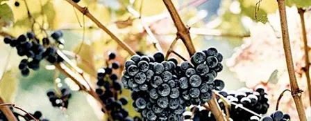 Terra d’Aligi Wine Tasting @ Santé
