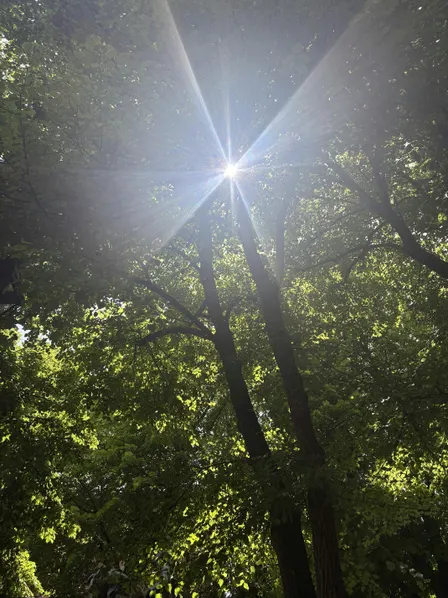 Calm in the Chaos: Mindfulness Strategies