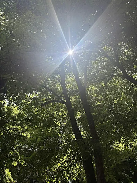 Calm in the Chaos: Mindfulness Strategies