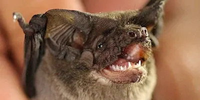 Halloween Nature Night Hike w/ Joey Curti, Bat Biologist!